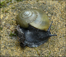 Mesomphix globosus (MacMillan, 1940) Globose Button