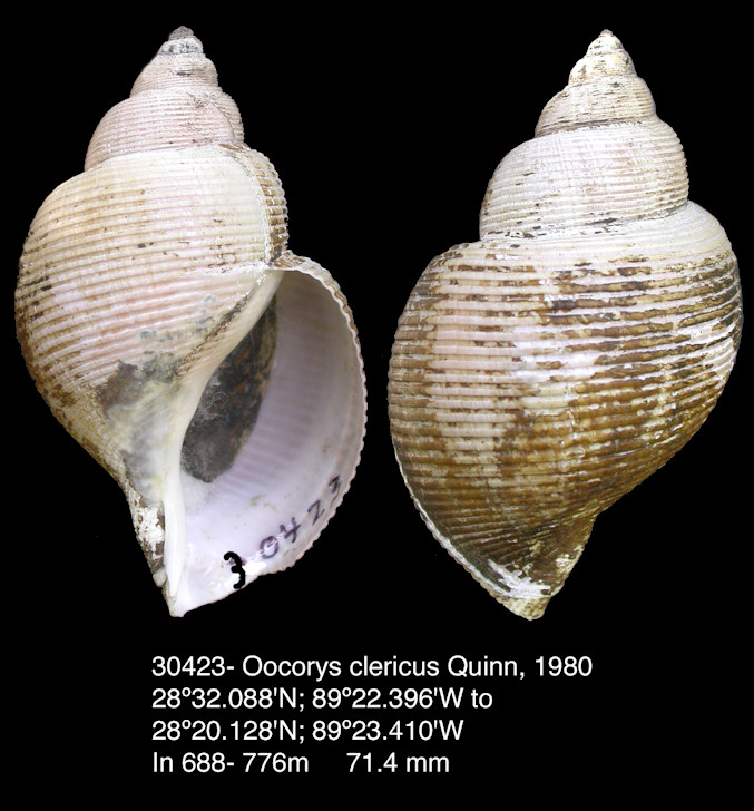 Oocorys clericus Quinn, 1980