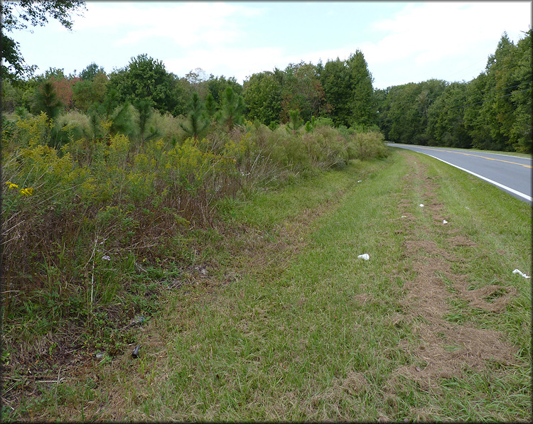 Part of the Daedalochila habitat on Plummer Road looking to the west - 11/2/2010