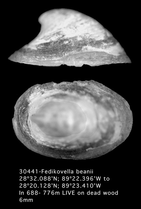 Fedikovella beanii  Dall, 1882