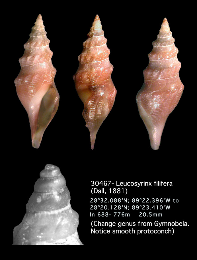 Leucosyrinx filifera (Dall, 1881) 