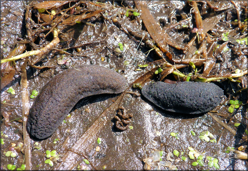 Belocaulus angustipes (Heynemann, 1885) Black-velvet Leatherleaf Brown Form