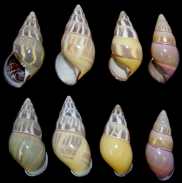 Amphidromus quadrasi everetti Hidalgo, 1896