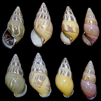 Amphidromus quadrasi everetti Hidalgo, 1896