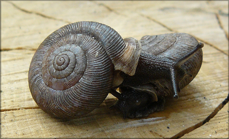 Live Daedalochila auriculata From Along CR 208 East Of Picolata (10/30/2008)