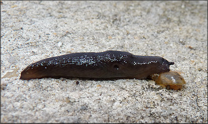 Deroceras laeve (Mller, 1774) Feeding On Deceased Succinea unicolor