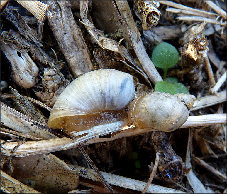 Succinea campestris Say, 1818 Crinkled Ambersnail ? In Situ