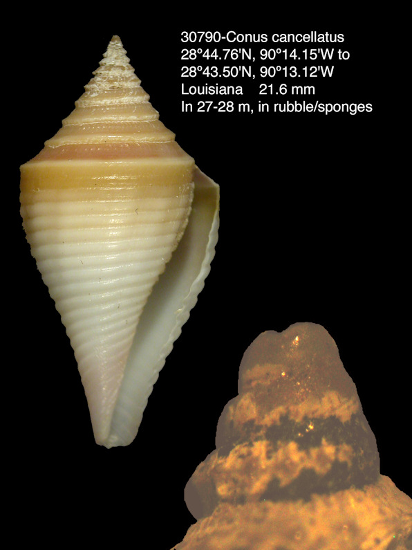 Conus cancellatus Hwass in Bruguire, 1792