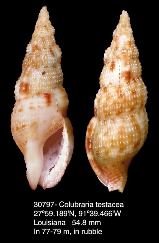 Colubraria testacea (Mrch, 1874)