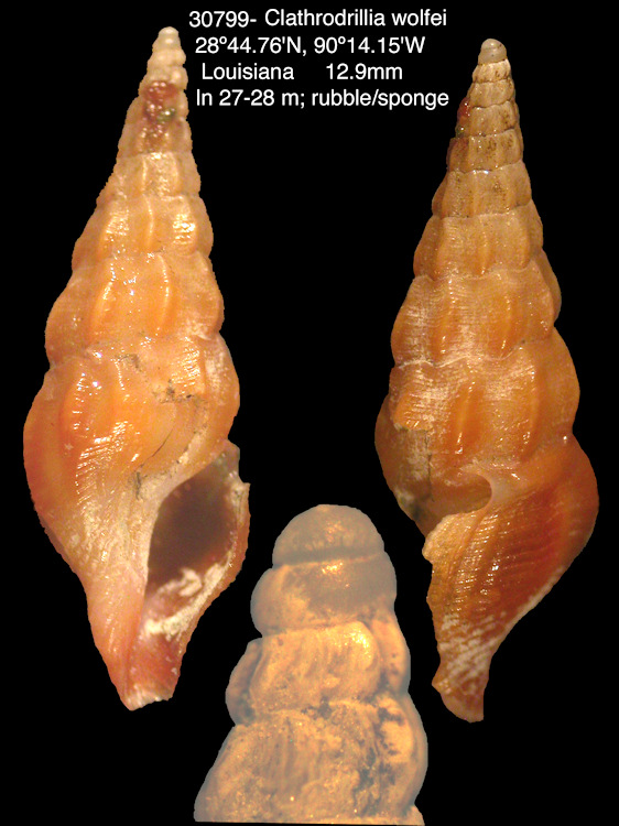 Clathrodrillia wolfei (Tippett, 1995)