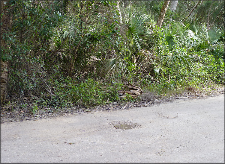 Roadside swale on Palmetto Avenue where the Daedalochila auriculata was found on 1/7/2013 (looking east)