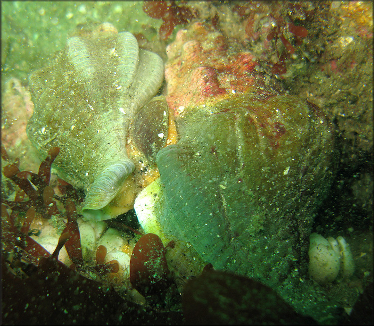 Kelletia kelleti (Forbes, 1852) "Kellet's Whelk" Depositing Eggs