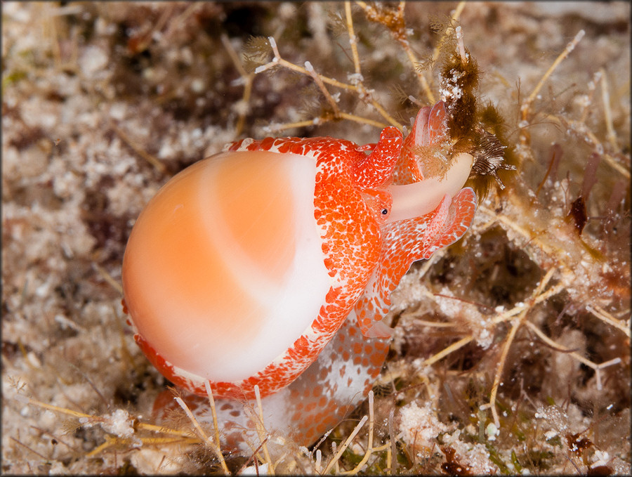 Prunum carneum (Storer, 1837) Orange Marginella