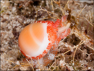 Prunum carneum (Storer, 1837) Orange Marginella