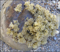 Eupleura caudata (Say, 1822) Thick-lip Drill Egg Capsules