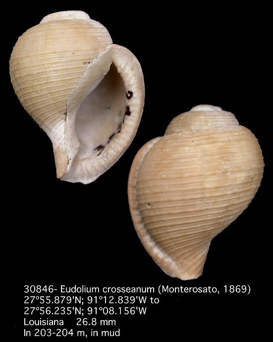 Eudolium crosseanum  (di Monterosato, 1869)