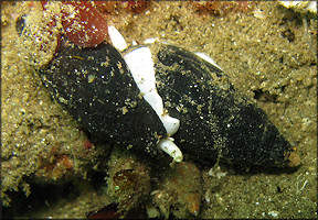 Atrimitra idae (Melville, 1893) "Ida's Miter" Mating