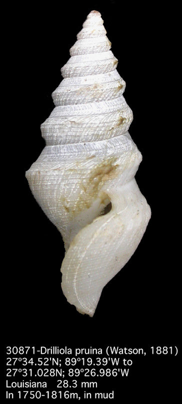 Drilliola pruina (Watson, 1881)