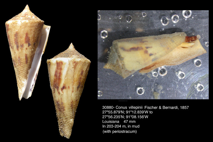 Conus villepinii Fischer and Bernardi, 1857