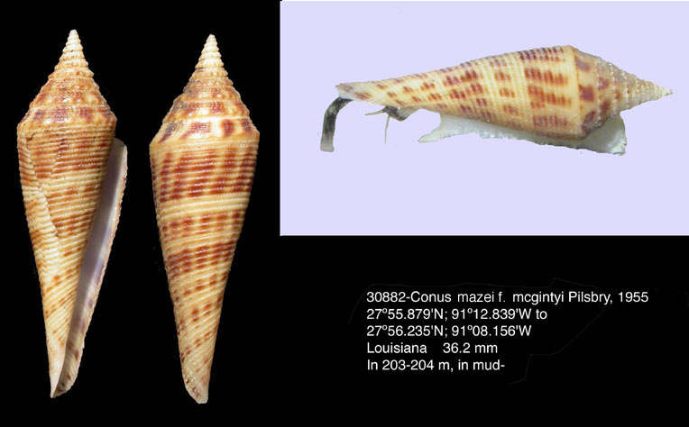 Conus mazei Deshayes, 1874