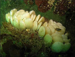 Kelletia kelleti (Forbes, 1852) "Kellet's Whelk" Eggs