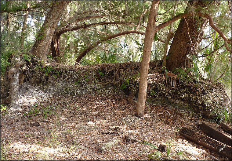 Munsilna McGundo House Shell Midden Snail Habitat