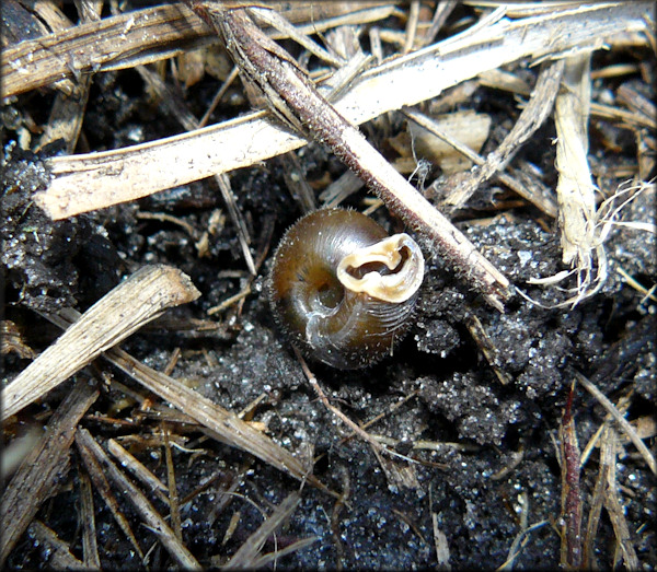 Daedalochila sp. aff. hausmani (Jackson, 1948) Straight-edge Liptooth In Situ