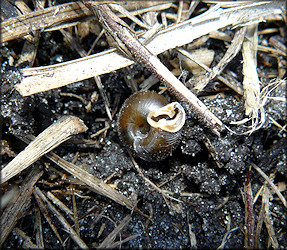 Daedalochila sp. aff. hausmani (Jackson, 1948) Straight-edge Liptooth In Situ