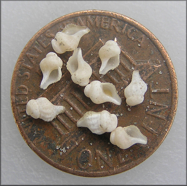 Embryonic specimens extracted from egg mass pictured above