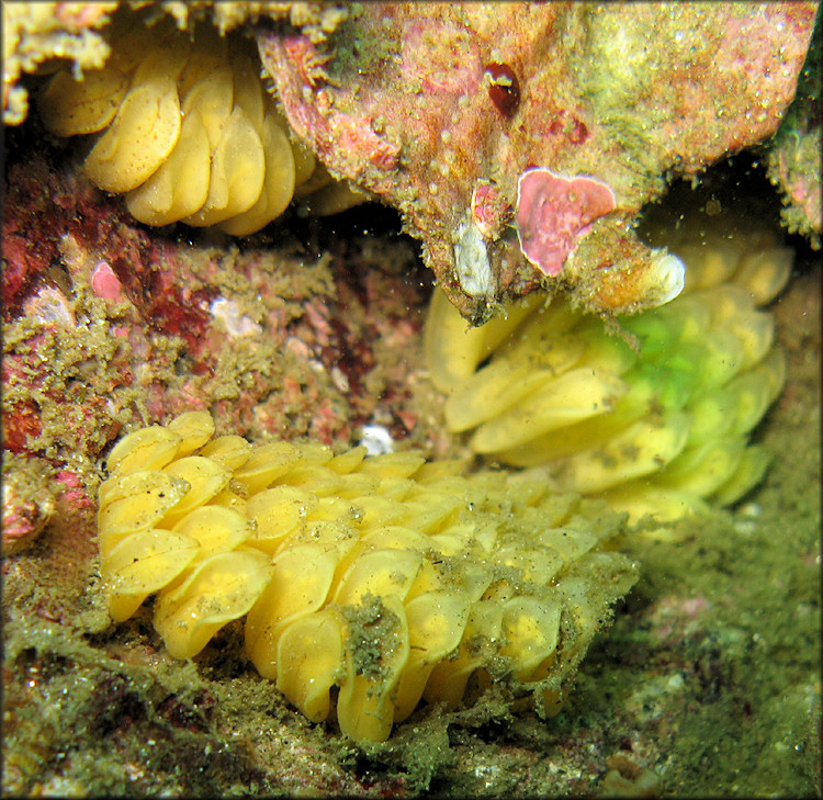 Ceratostoma foliatum (Gmelin, 1791) "Leafy Thornmouth" Eggs