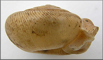 Daedalochila espiloca (Bland, 1860) syntype