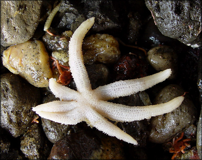 Stephanasterias albula (Stimpson, 1853)