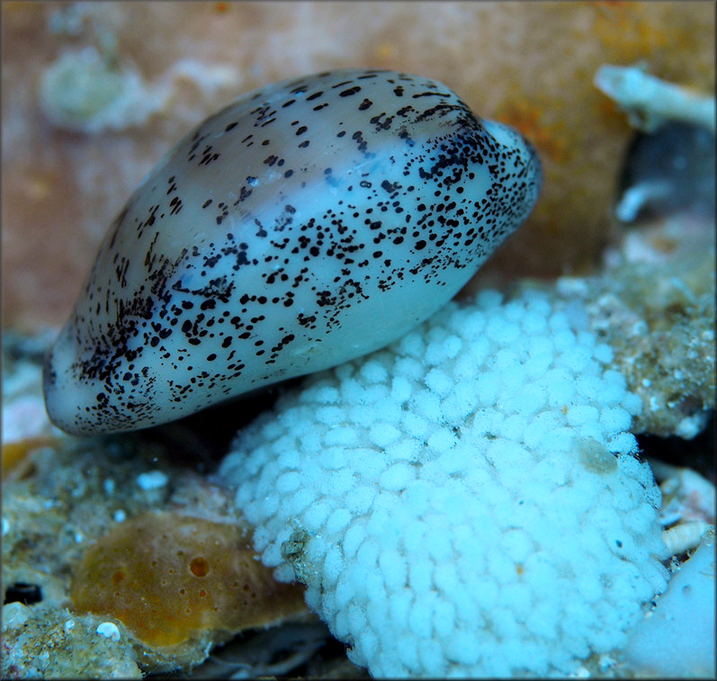 Luria cinerea (Gmelin, 1791) Atlantic Gray Cowrie With Eggs