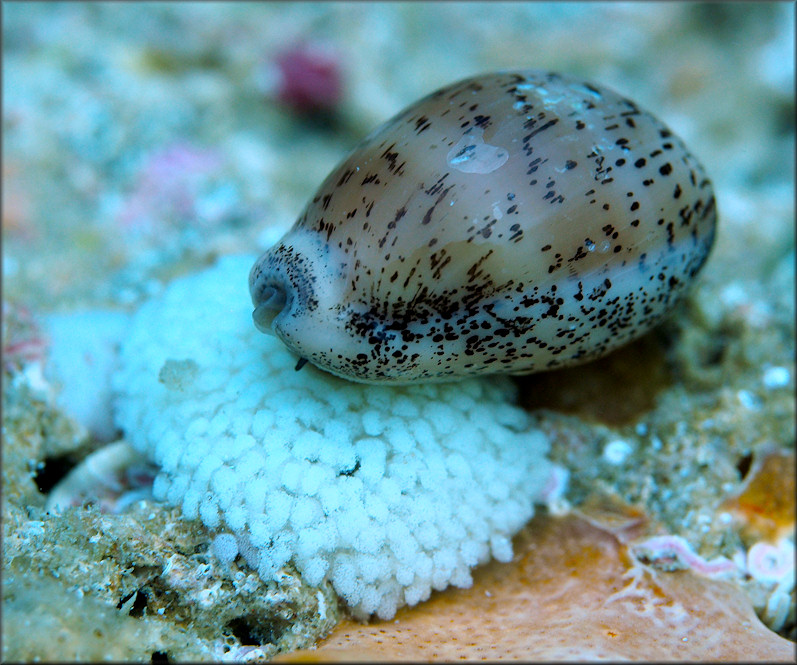 Luria cinerea (Gmelin, 1791) Atlantic Gray Cowrie With Eggs