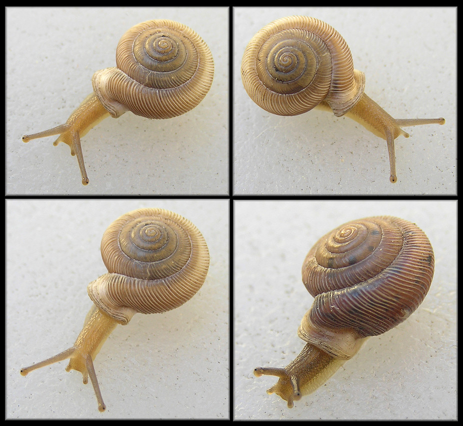 Daedalochila uvulifera (Shuttleworth, 1852) Peninsula Liptooth