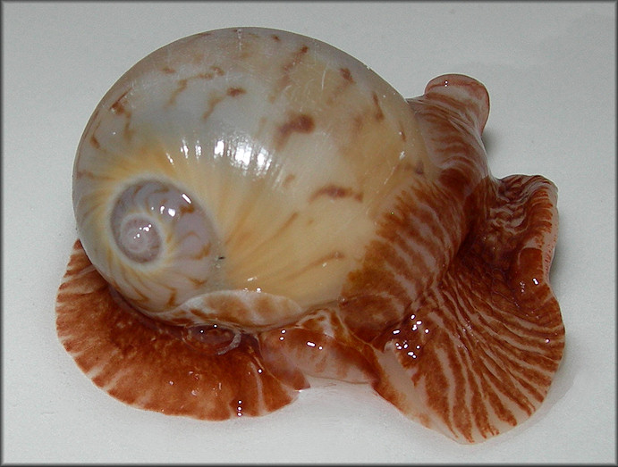 Naticarius canrena (Linnaeus, 1758) Colorful Moonsnail