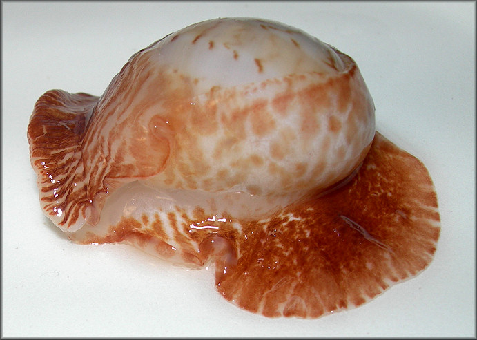 Naticarius canrena (Linnaeus, 1758) Colorful Moonsnail