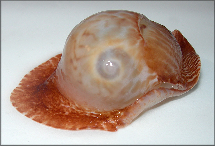 Naticarius canrena (Linnaeus, 1758) Colorful Moonsnail