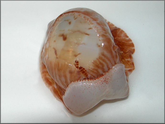 Naticarius canrena (Linnaeus, 1758) Colorful Moonsnail