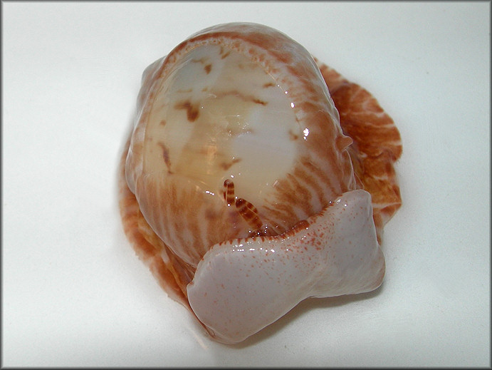 Naticarius canrena (Linnaeus, 1758) Colorful Moonsnail