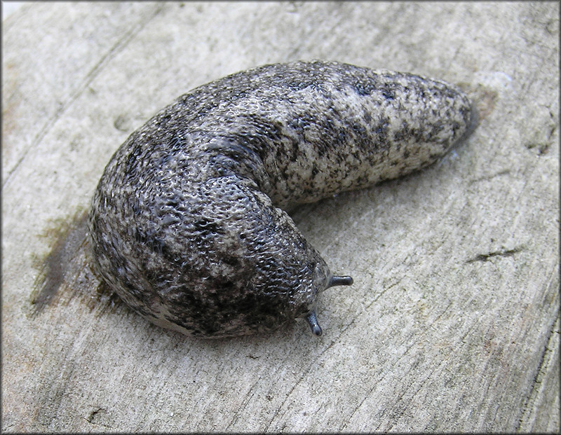 Philomycus carolinianus (Bosc, 1802) Carolina Mantleslug