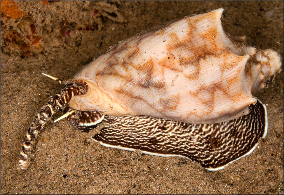 Cymbiola vespertilio (Linnaeus, 1758)