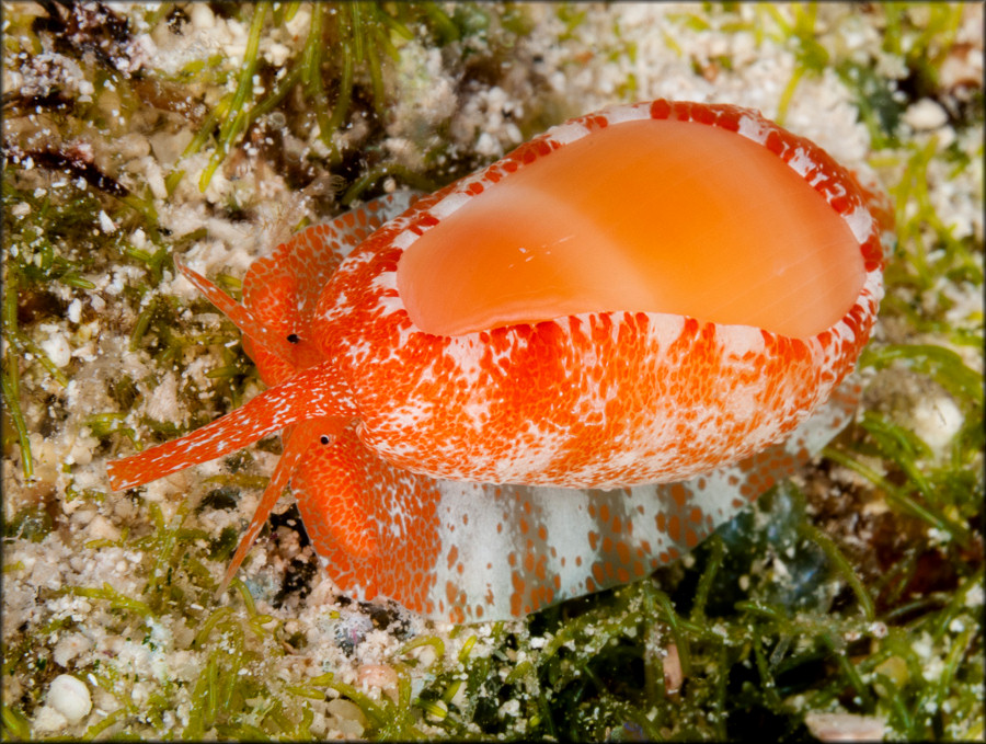 Prunum carneum (Storer, 1837) Orange Marginella