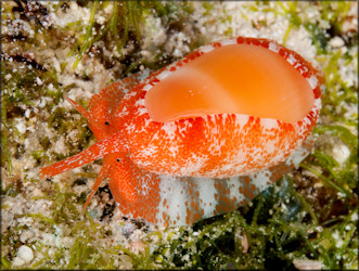 Prunum carneum (Storer, 1837) Orange Marginella