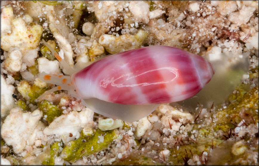 Volvarina avena (Kiener, 1834) Orange-band Marginella form beyerleana (Bernardi, 1853)