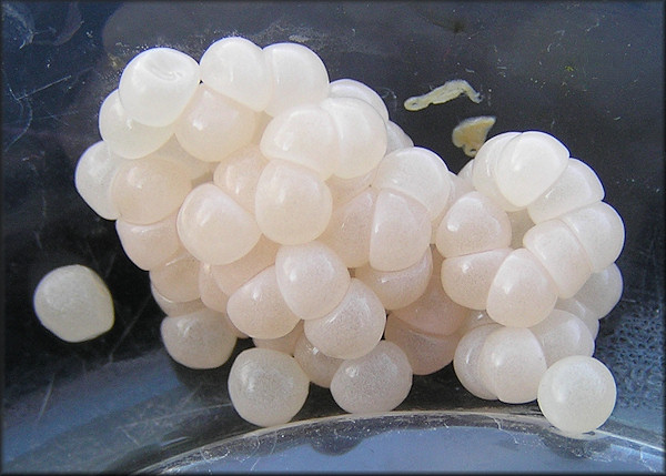 Mesodon thyroidus (Say, 1817) White-lip Globe Eggs