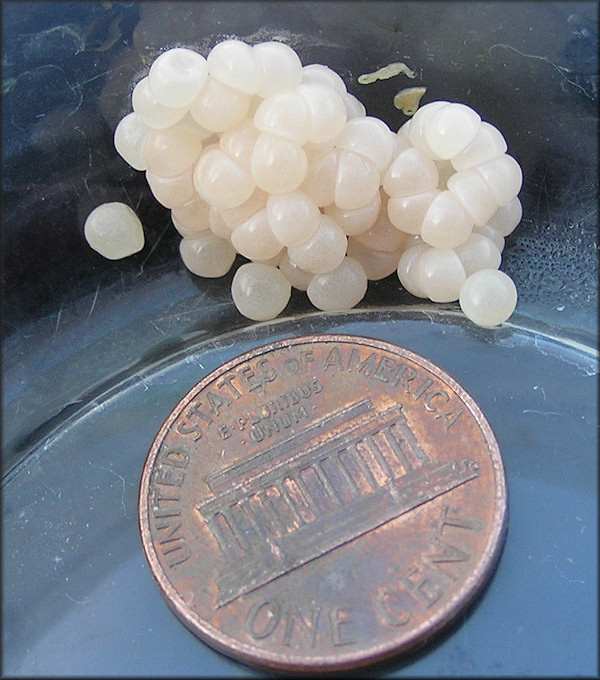 Mesodon thyroidus (Say, 1817) White-lip Globe Eggs