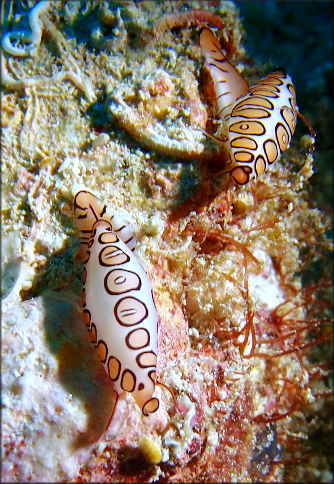 Cyphoma gibbosum (Linnaeus, 1758) Flamingo Tongue Juveniles