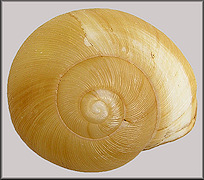 Zachrysia auricoma (Férussac, 1821) Golden Zachrysia