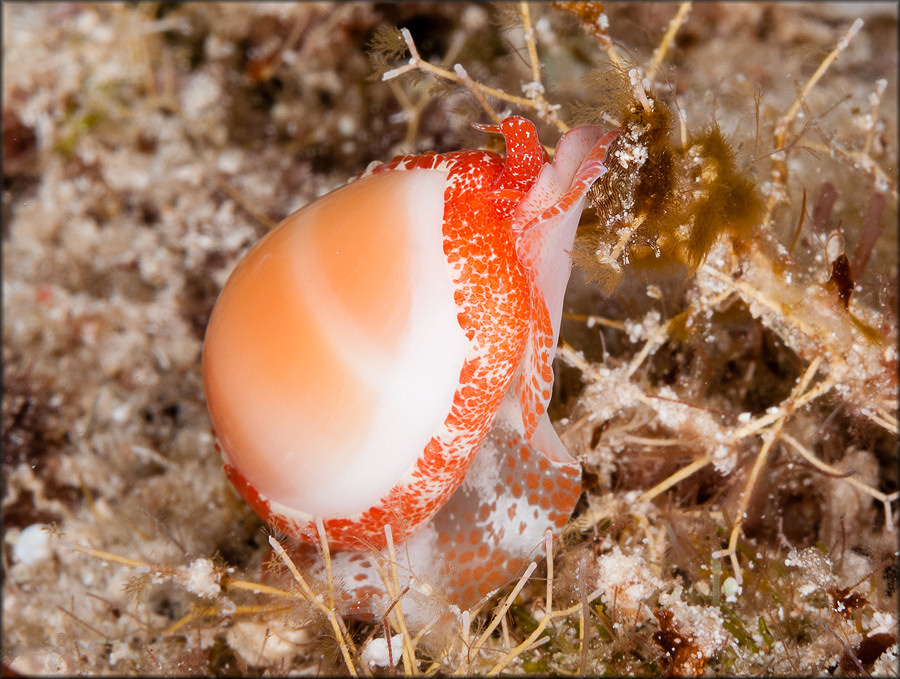 Prunum carneum (Storer, 1837) Orange Marginella